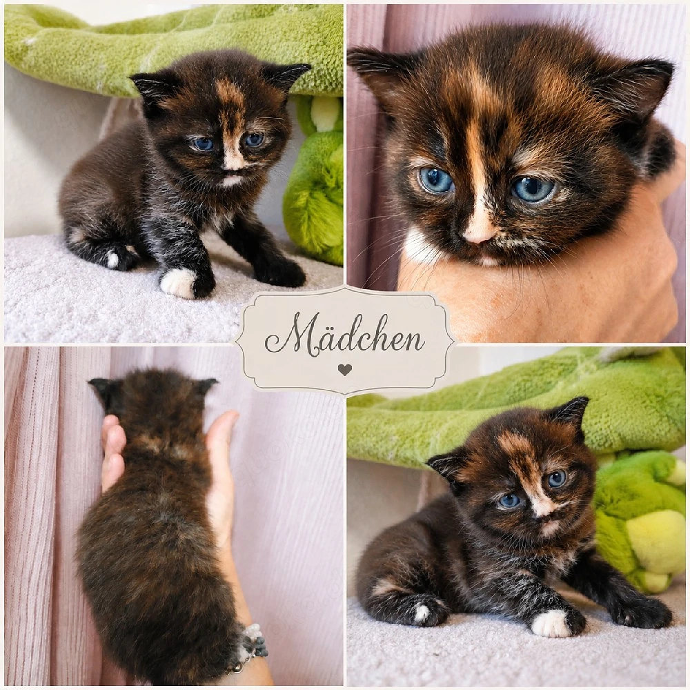 bkh  blh kitten reinrassig silber golden point