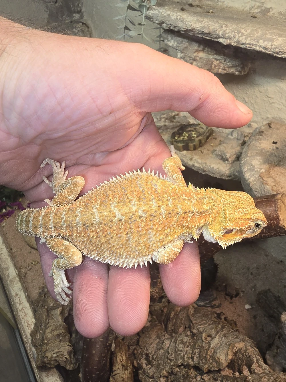 Bartagame - Bartagam