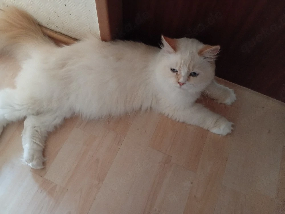 Thor und Odin(Red Tabby Perser)suchen zusammen ihren Dosenöffner