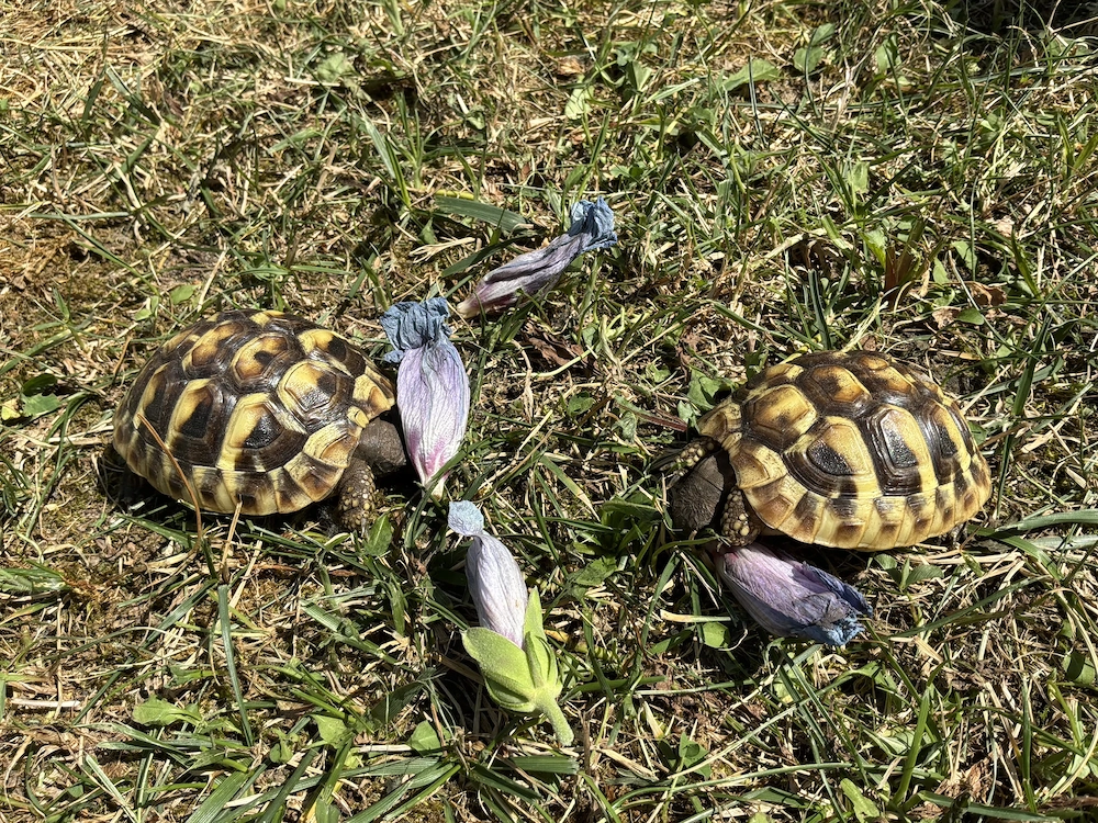 2 Griechische Landschildkröten, Sommer 2025 geschlüpft, jährlich entwurmt, mit CITES Papieren