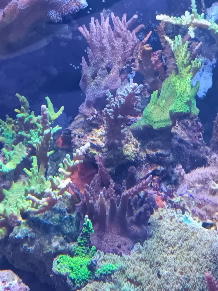 Korallen, Ableger SPS LPS Zoas Weichkorallen