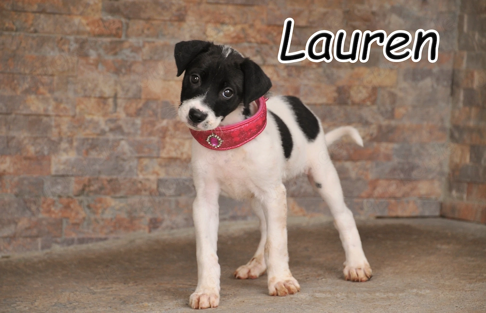 Darf Lauren schon bald an deiner Seite die Welt entdecken und ein Zuhause haben?