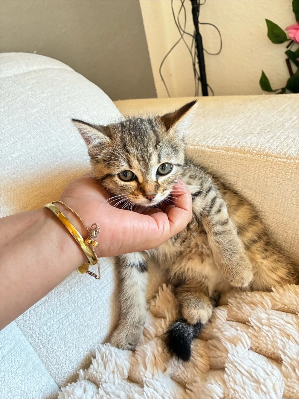 Baby katzen BKH