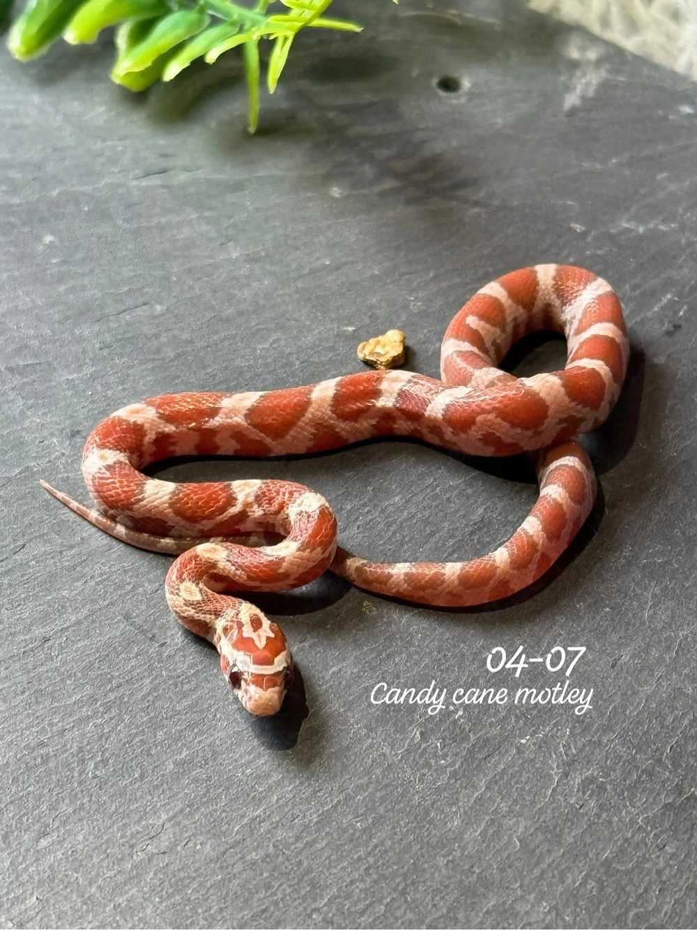 0.1 Candy cane motley kornnatter 