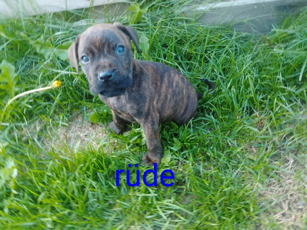 6 Wunder volle cane corso mix welpen 