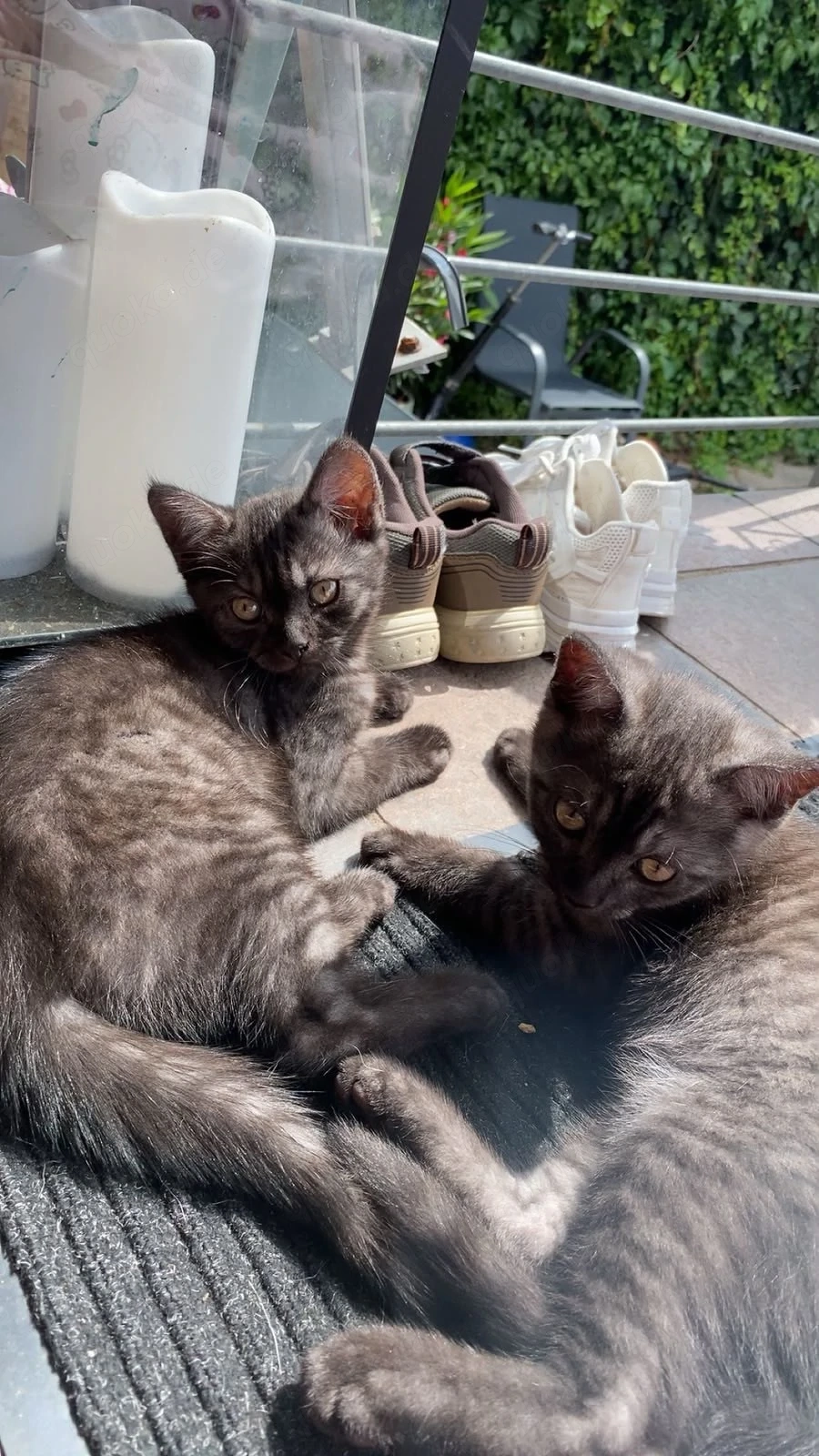 Süße Babykatzen suchen ein liebevolles Zuhause   