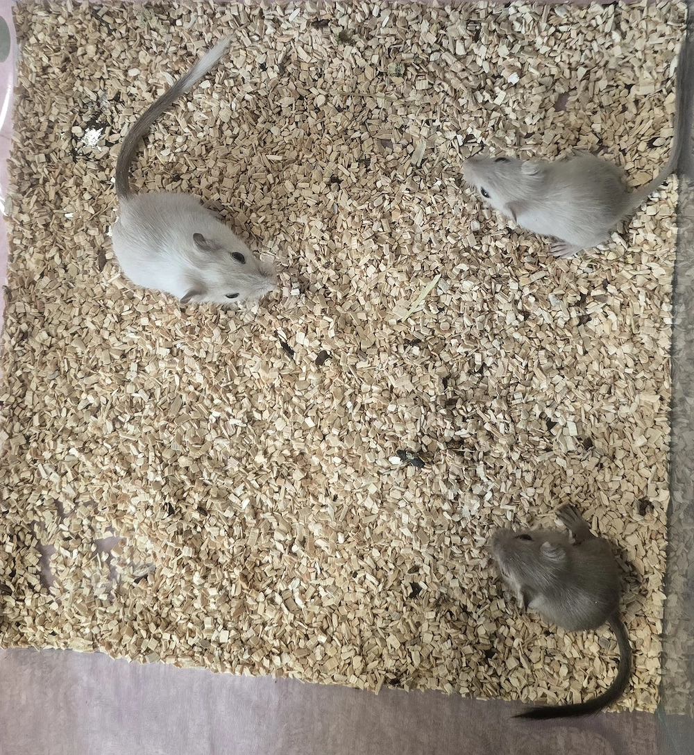 Rennmäuse, Männchen, schecke siam Marder, Mäuse 