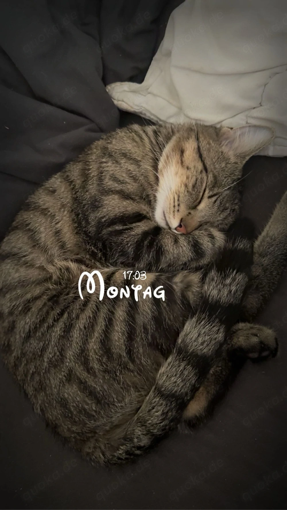 Liebevoller Kater sucht ein neues Zuhause 