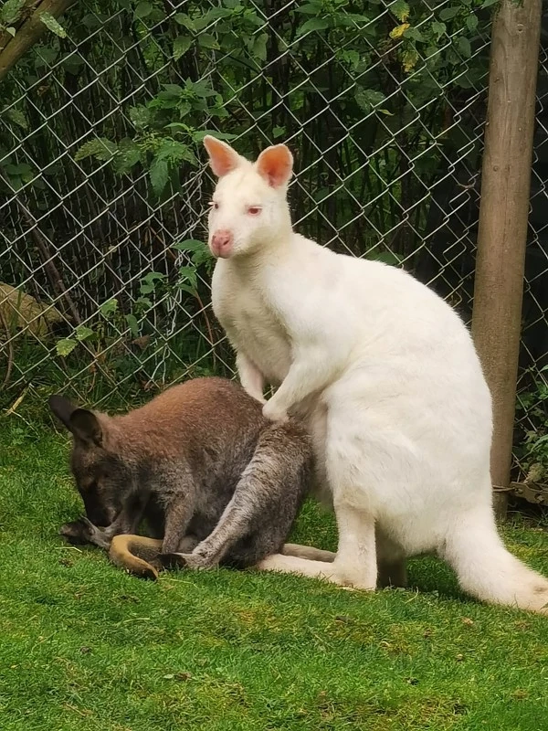 Bennett Känguruböcke, Wallaby Känguru