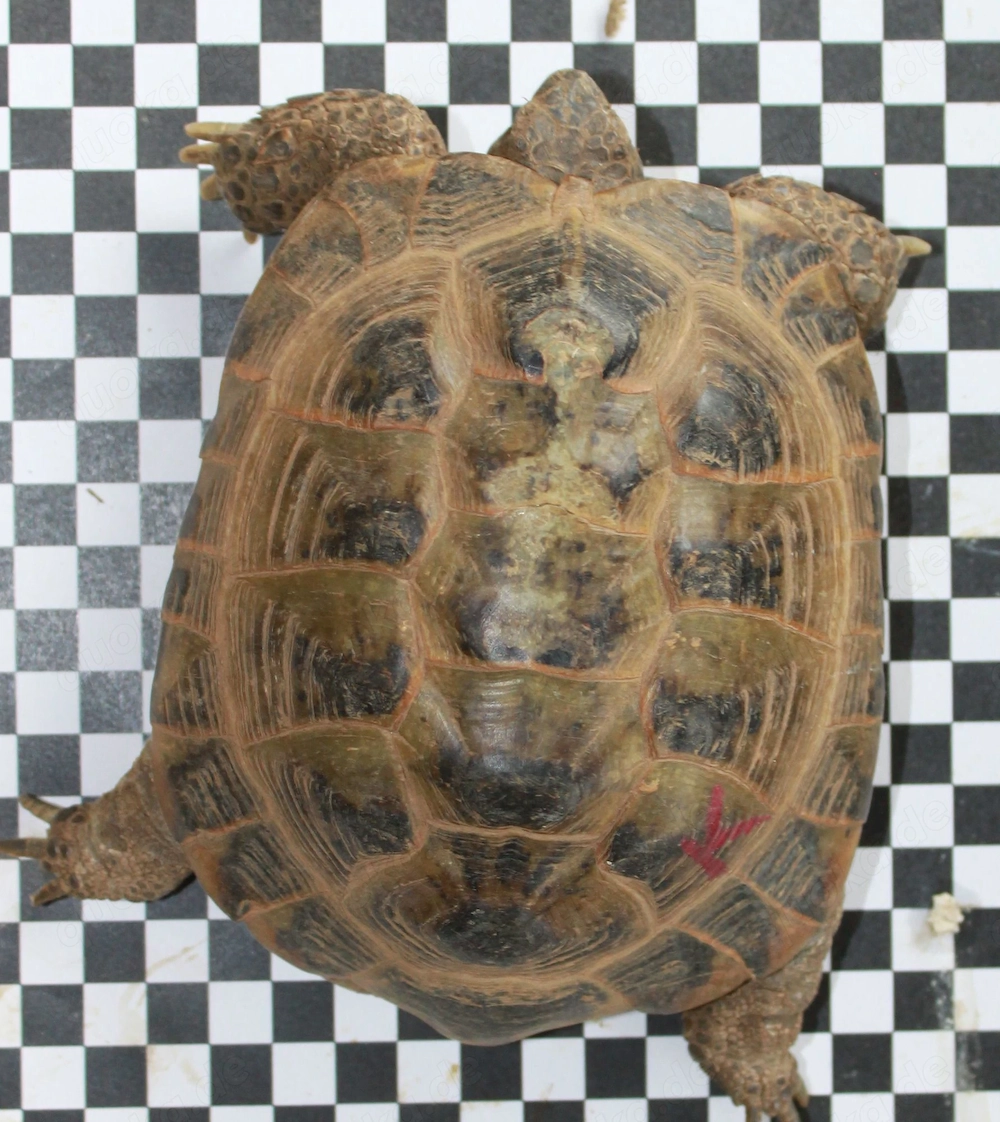 Steppenschildkröte, Vierzehenschildkröte männlich 12 Jahre