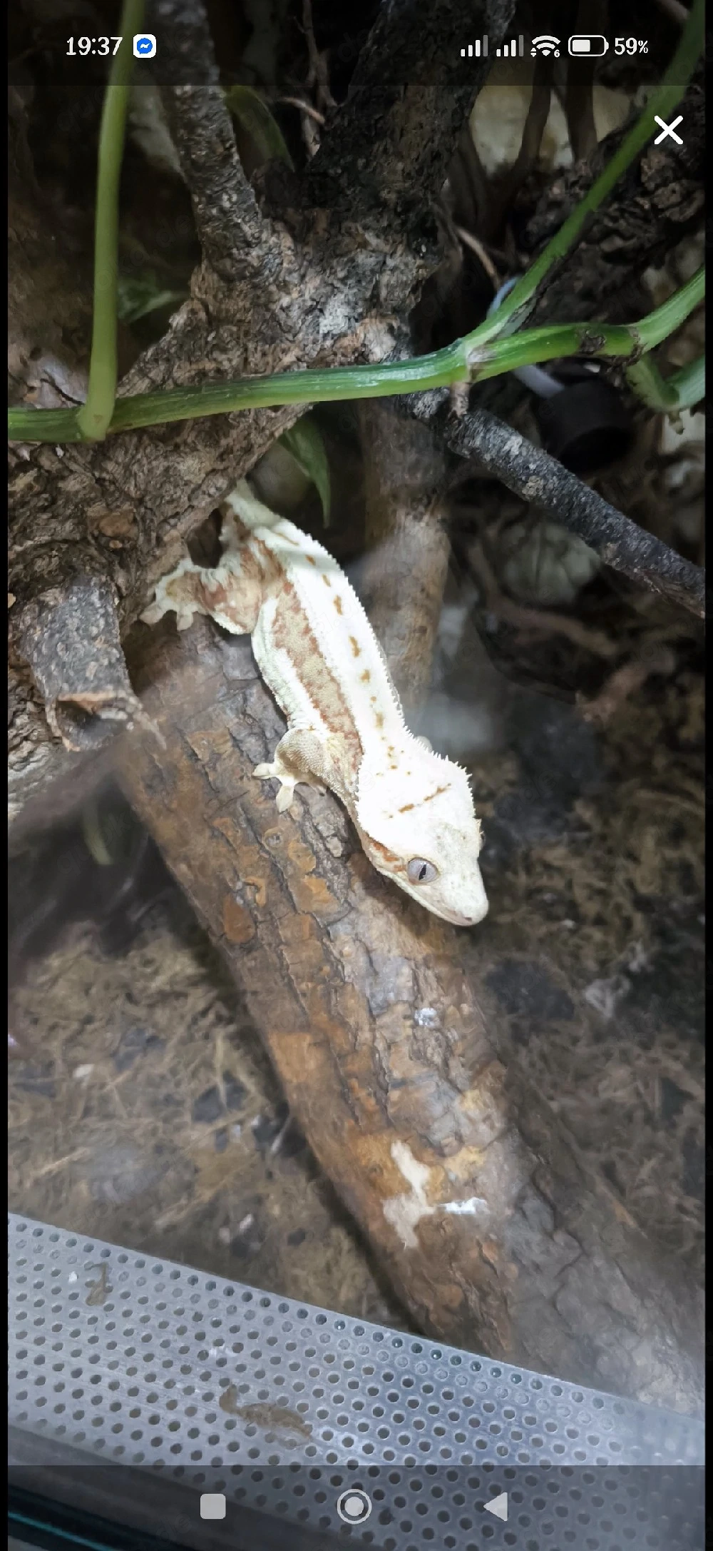 0.1 red Lilly White Kronengecko 