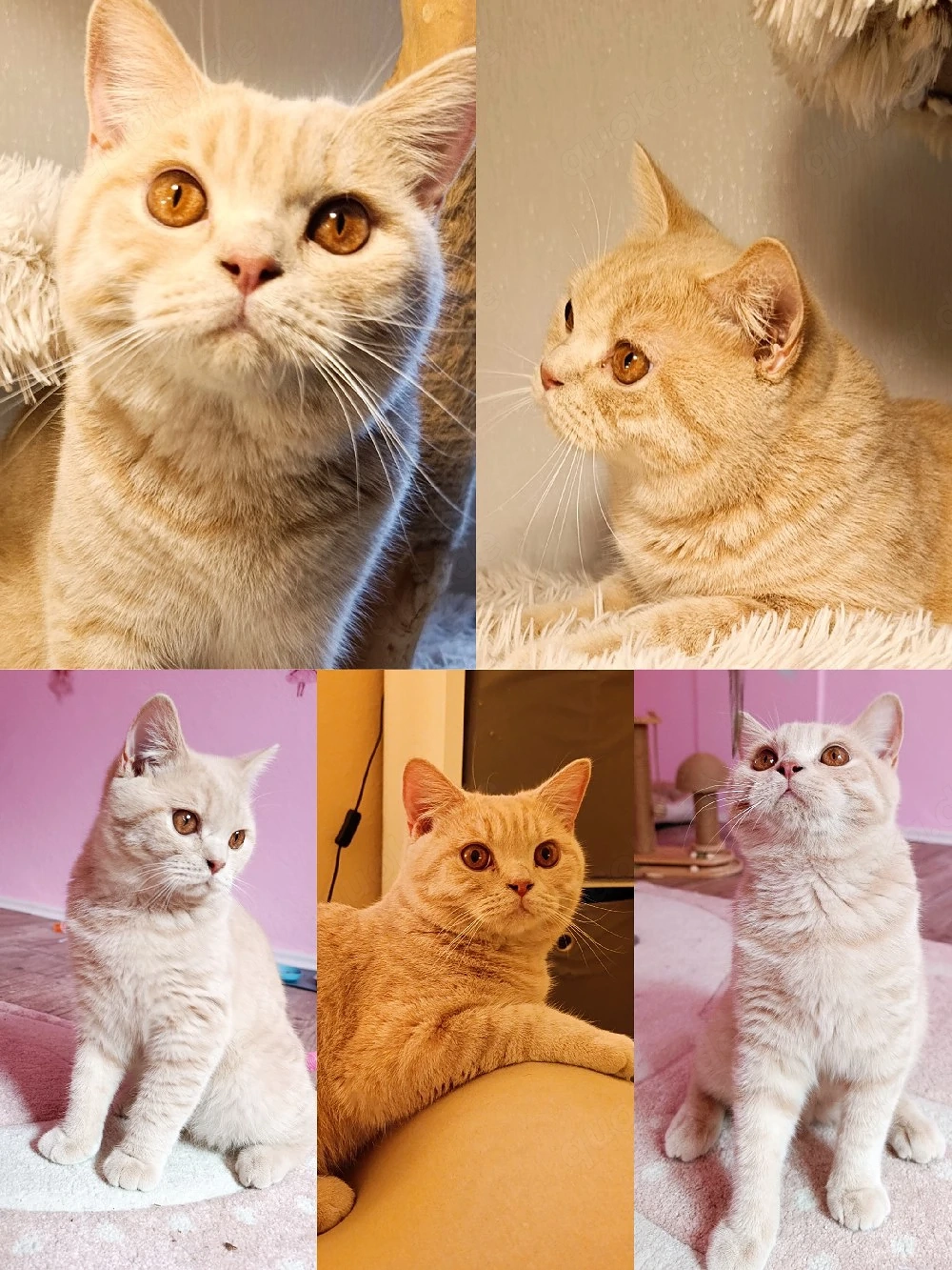 BKH Kater in Creme sucht Zuhause 