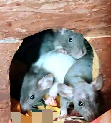 Farbratten Babys Jungtiere 
