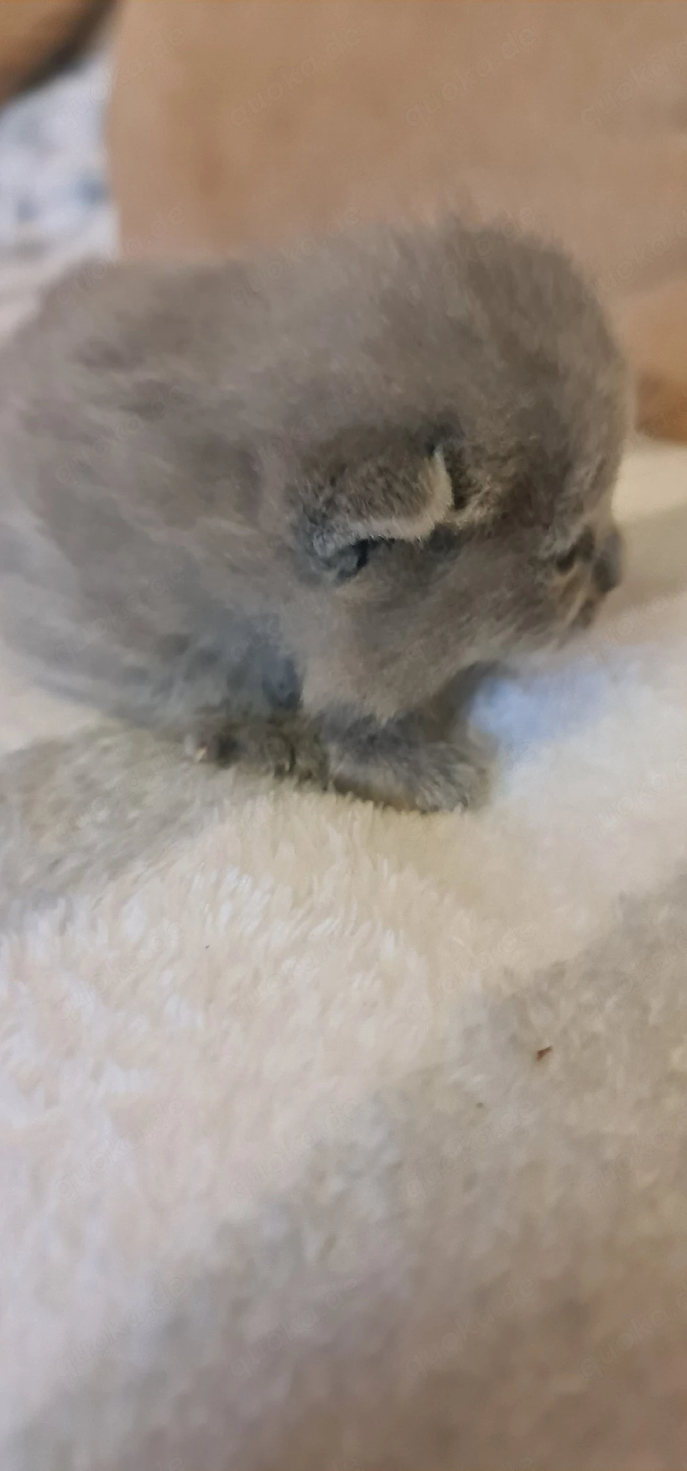 Süße BKH Kitten 