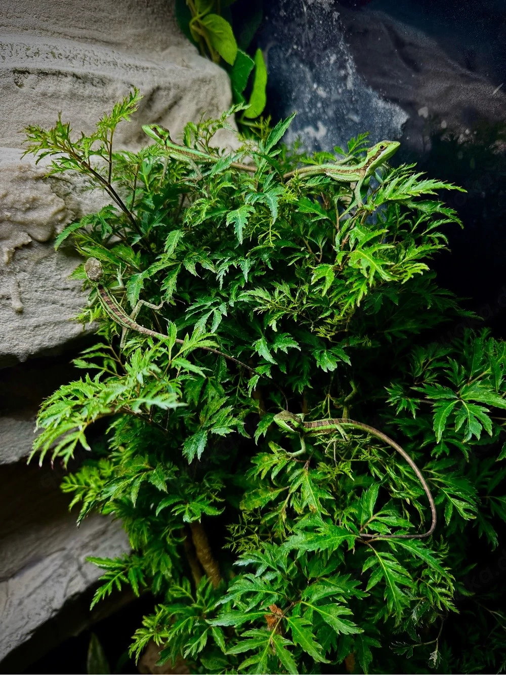 Kronenbasilisken (Laemanctus longipes)