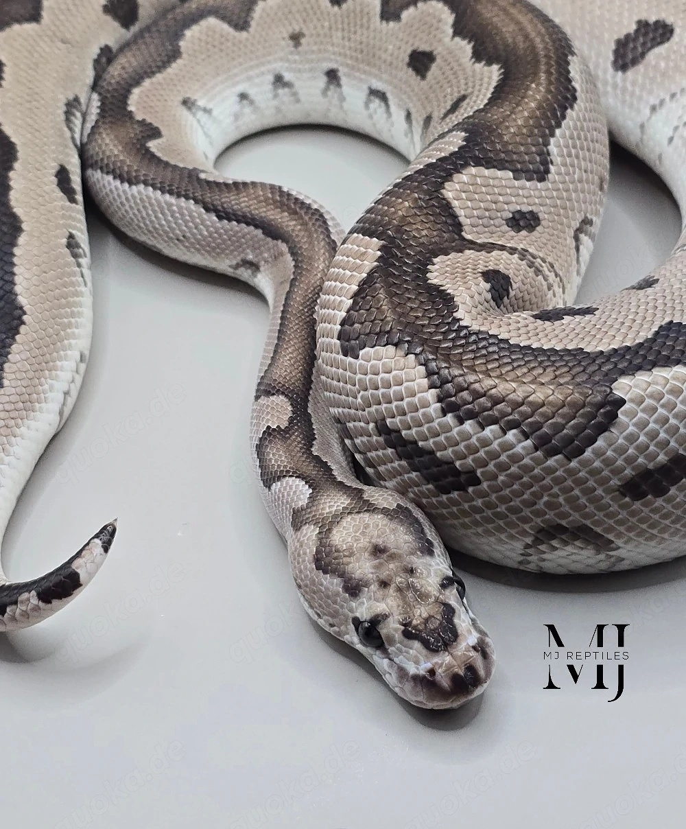 Königspython 1.0 Axanthic TSK Clown  proven Breeder 