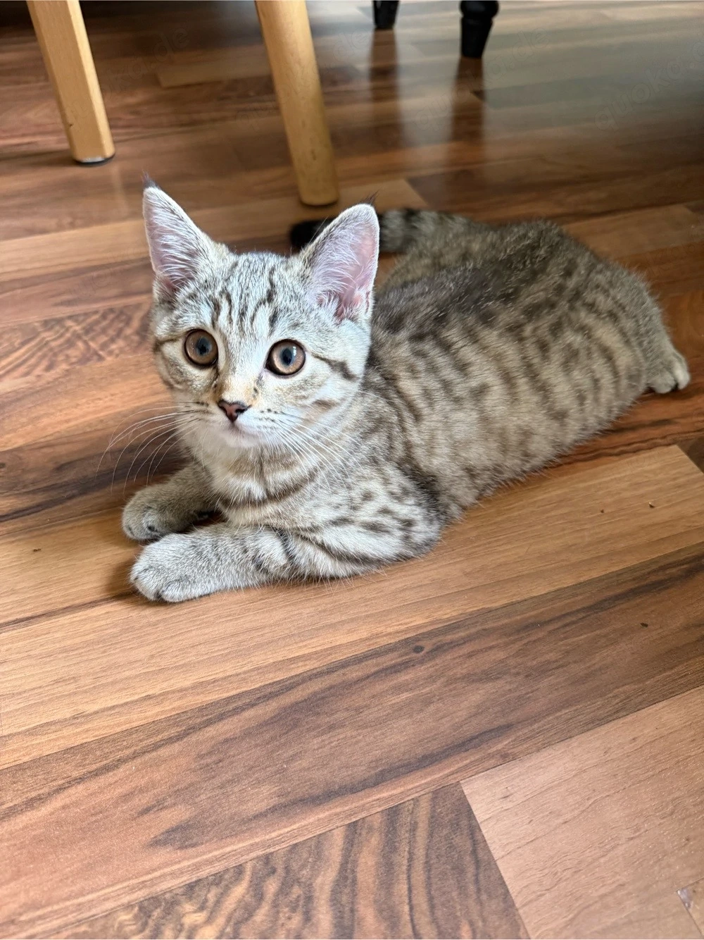 BKH kitten sucht ein liebevolles Zuhause!