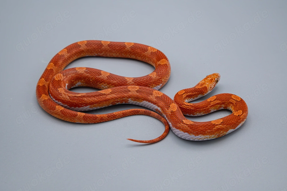 0.1 Hypo Diffused Pied Kornnatter