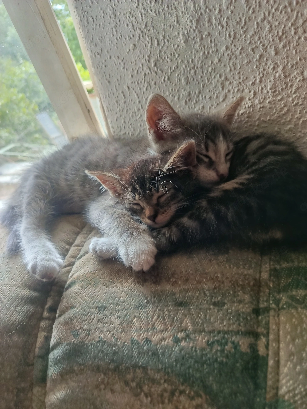Katzenbabys abzugeben 