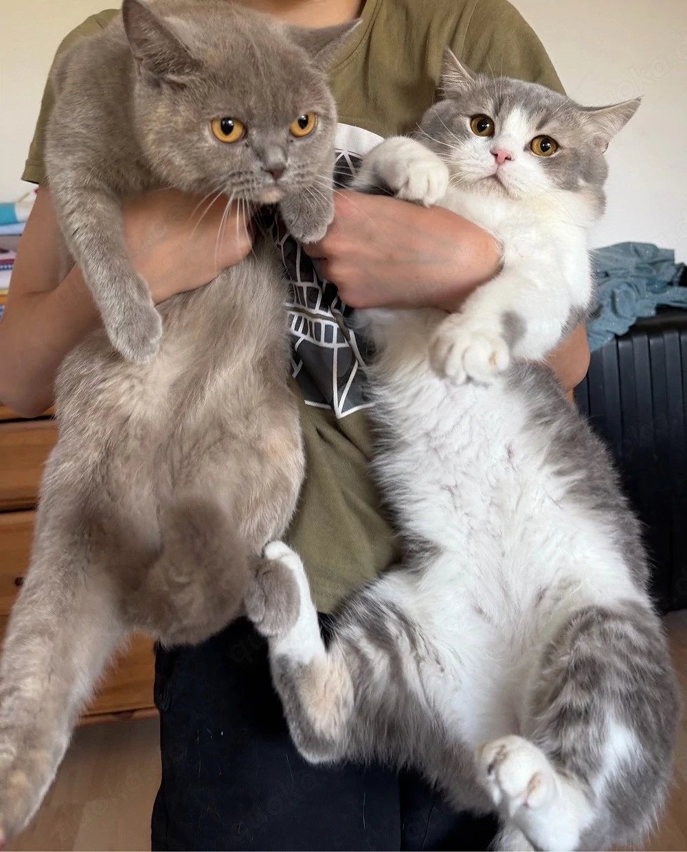 Britisch katze W M