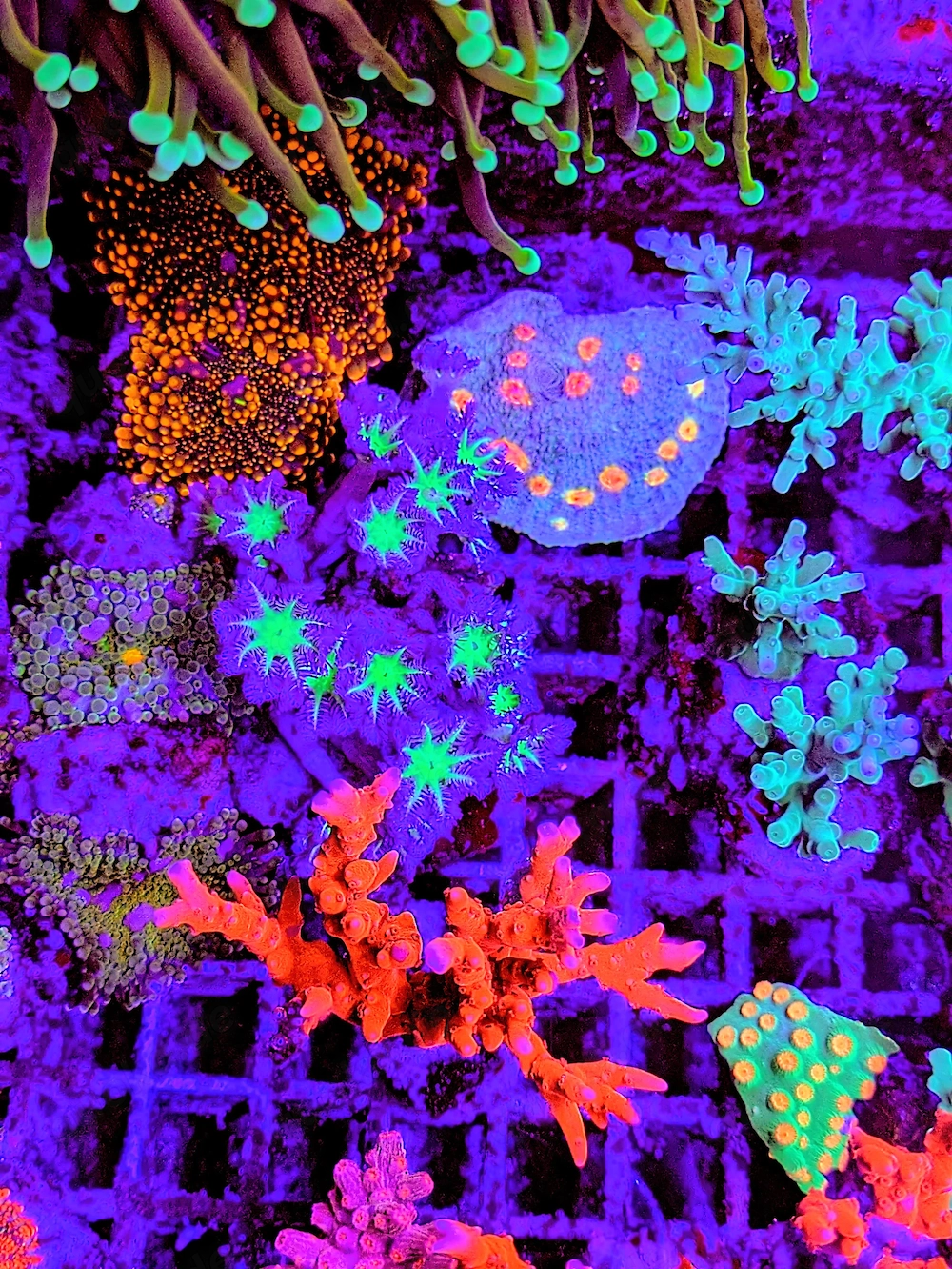 A. echinata, LPS, SPS,Goniopora, Korallen, Ableger,Acropora, Alveopora,Favia