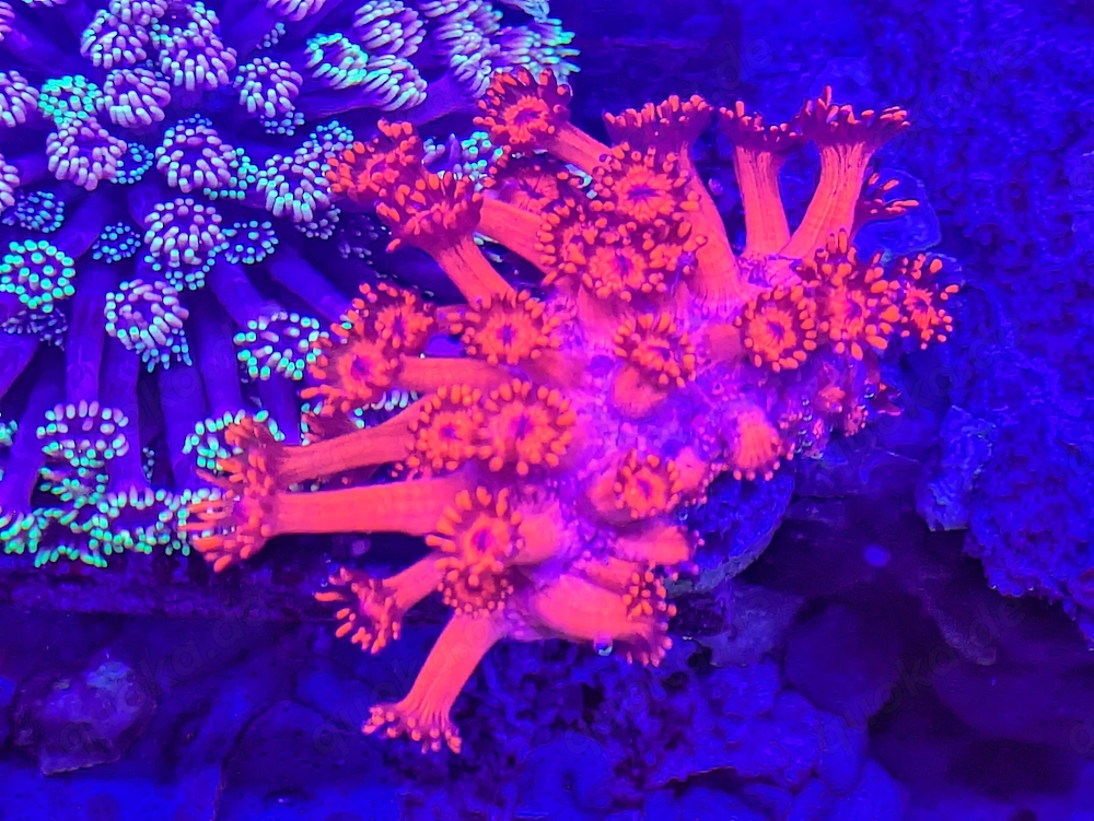 LPS, SPS,Korallen,Ableger,holy grail 24k, golden torch,Euphyllia,NY knicks. 