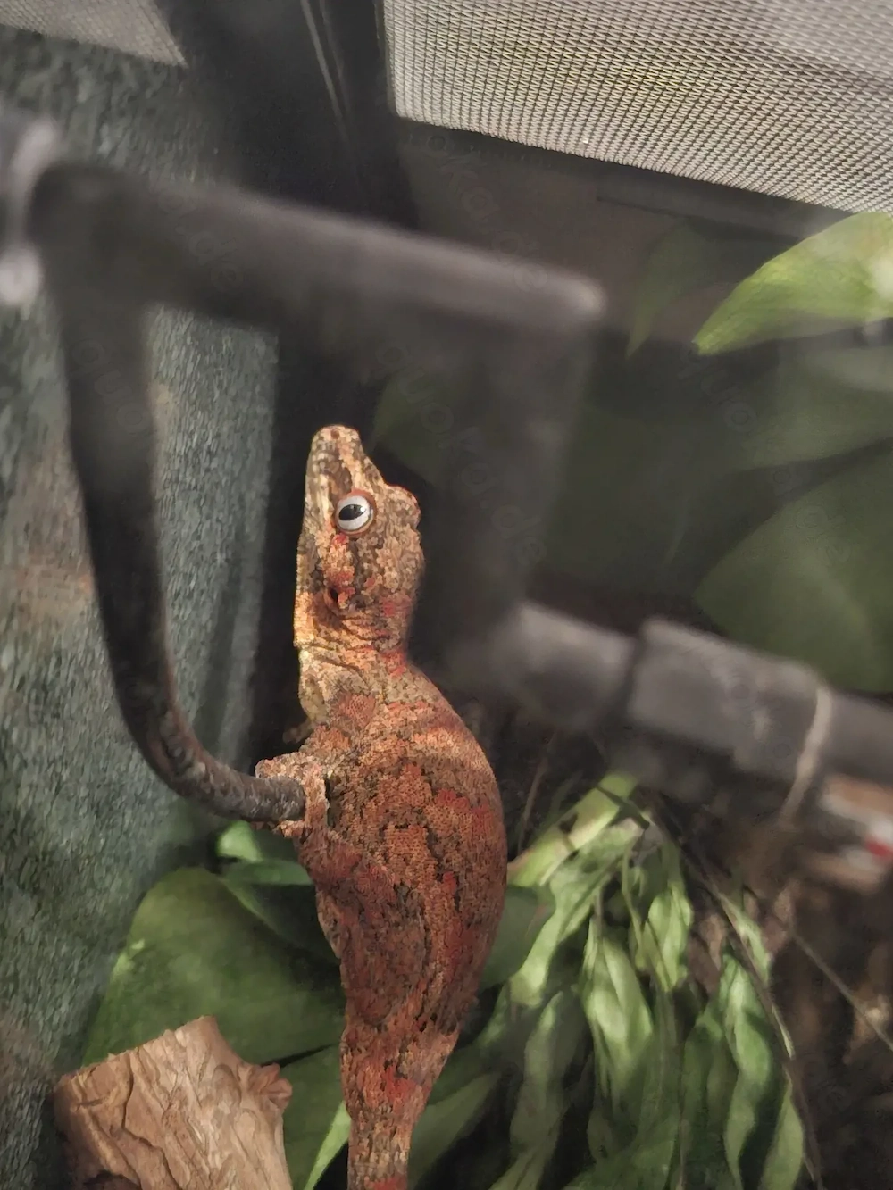 Höckerkopfgecko-Weibchen (Rhacodactylus auriculatus)   High Orange   Red Blotched, 3 Jahre