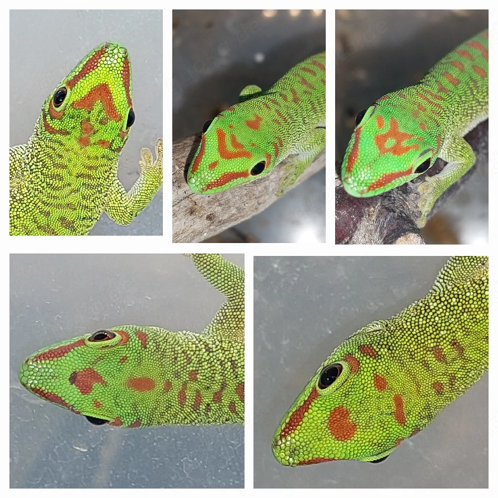 Phelsuma grandis Nachzucht abzugeben