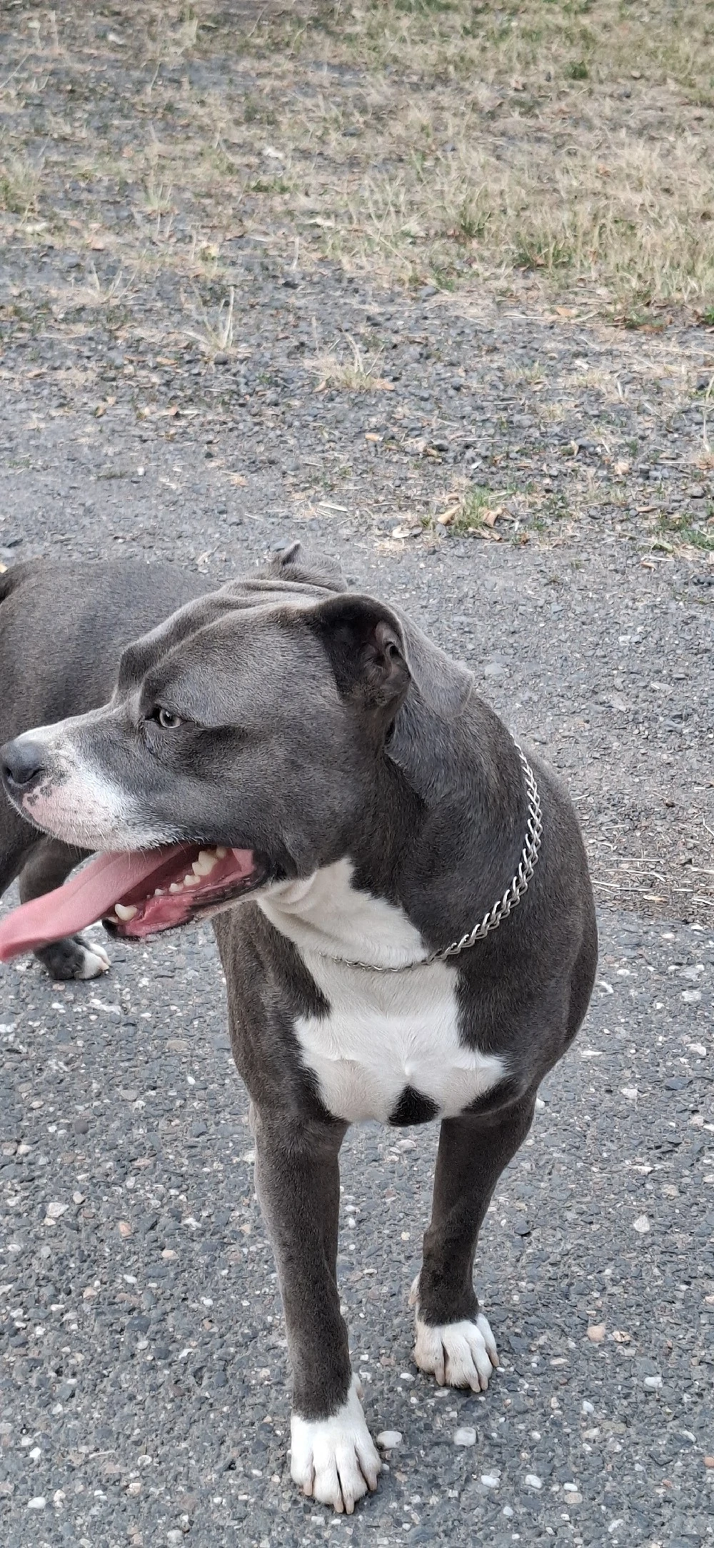 American Bully 
