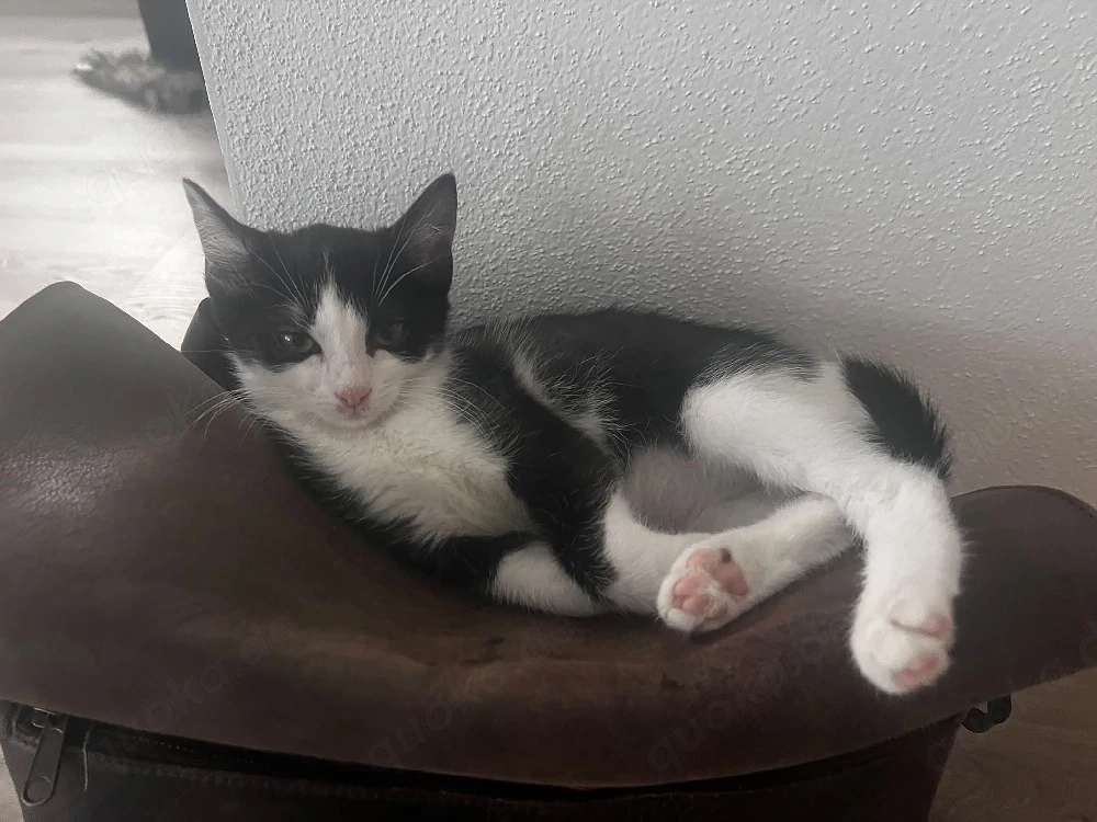 Katzen Babys mit Suchtpotenzial