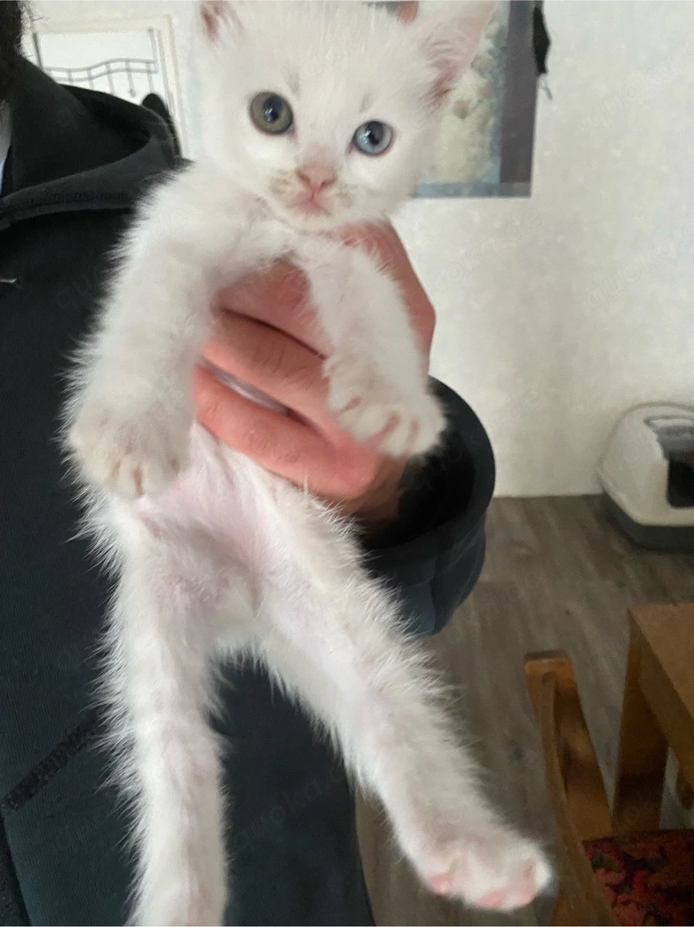 Kater      