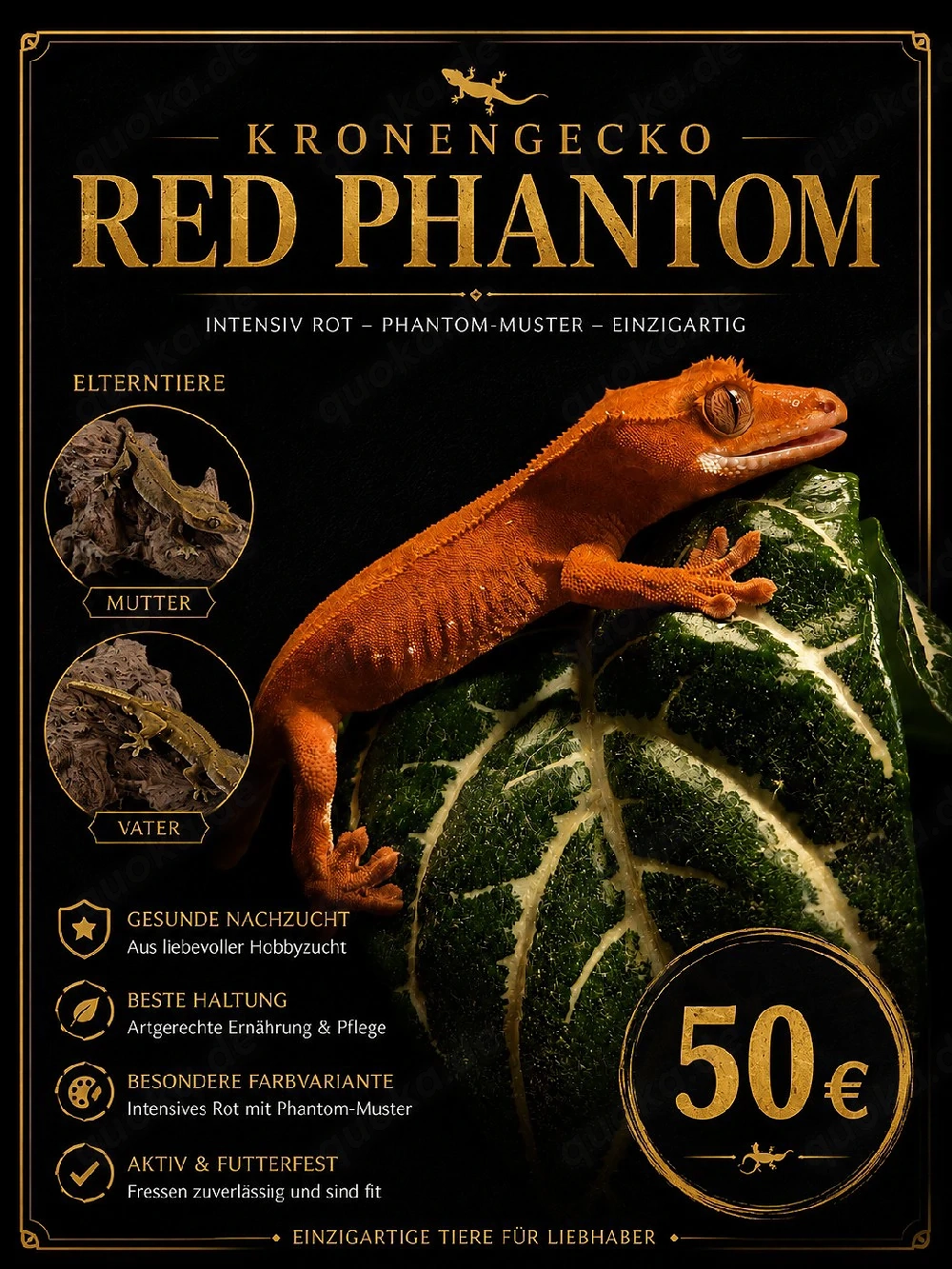 ** Kronengeckos Red Phantom **