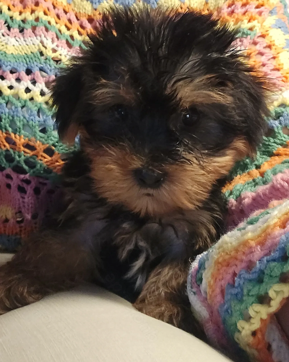 Yorkshire Terrier Welpen Nähe Dresden