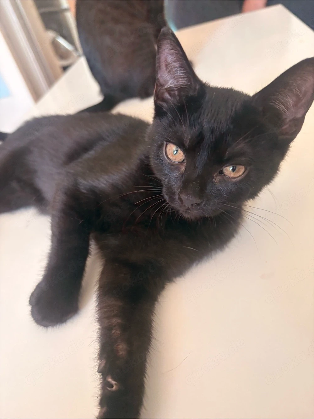 2 Männliche Kater suchen einen zuhause