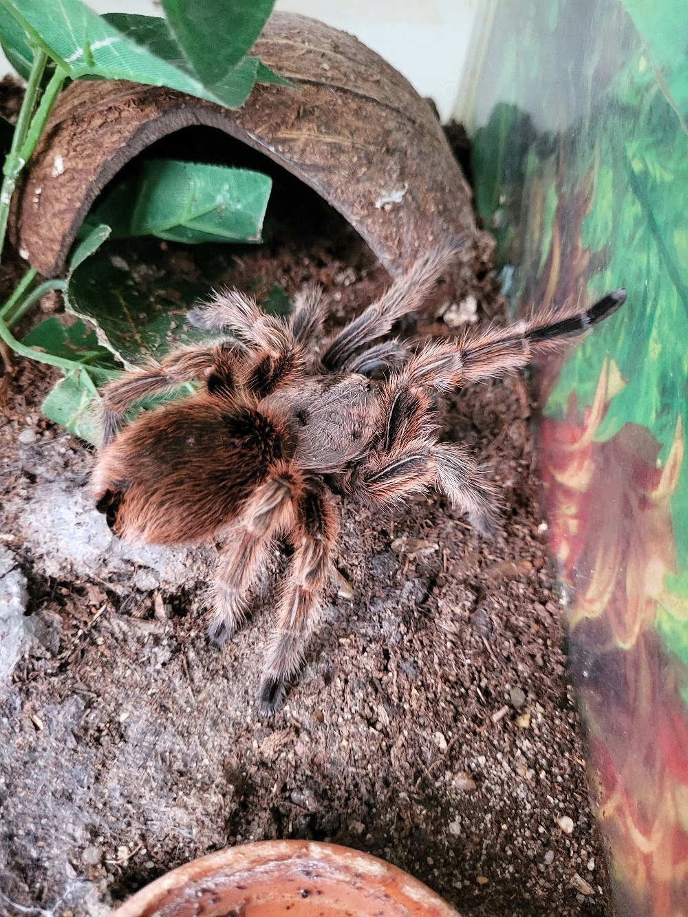 0.1 Grommostola rosea adult (RCF) 