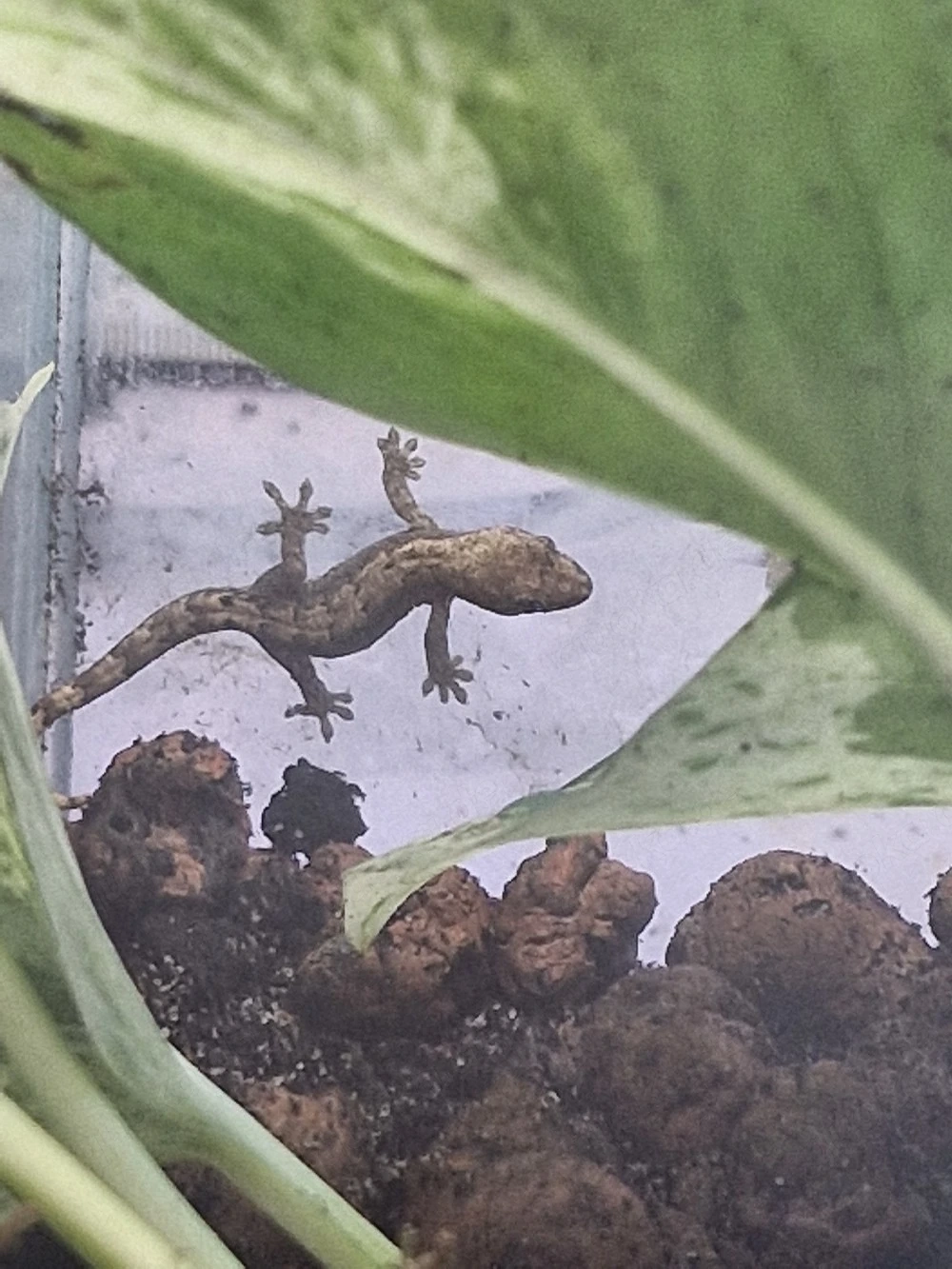 5von20 Jungferngecko Lepidodactylus lugubris
