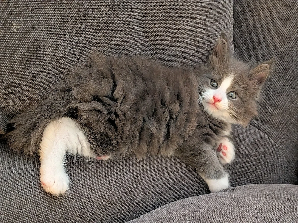 kleiner süßer Maine Coon Kater 