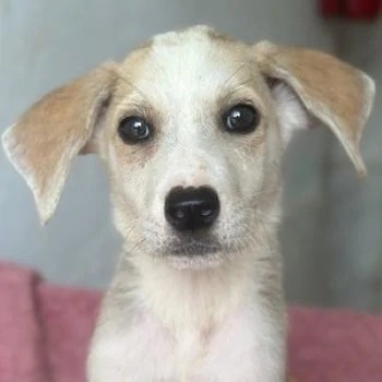 Ivy, geb. ca. 05 2026, lebt in GRIECHENLAND, im städt. Tierheim Serres