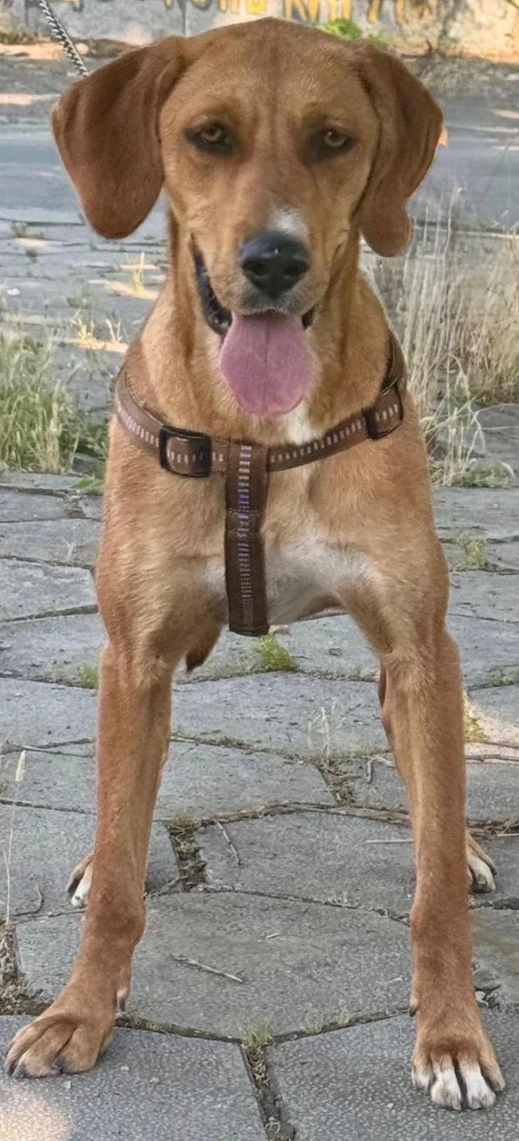 Zara eine warmherzige grosse Hündin