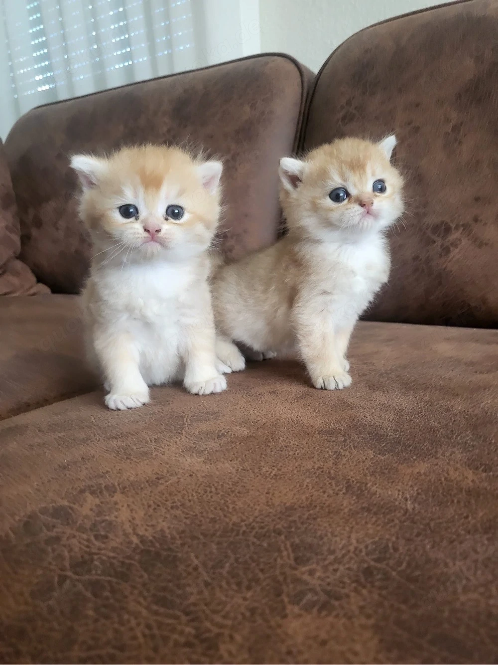 Reinrassige Golden BKH kitten suchen neu zuhause !!