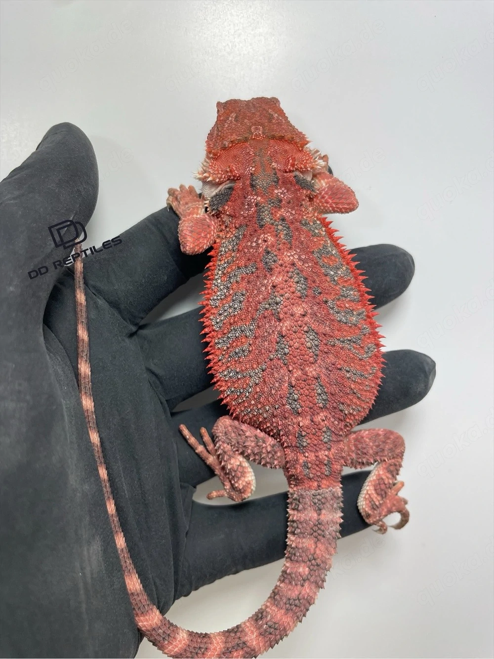 Bartagamen Männchen (Pogona vitticeps) half red Monster half extreme red blue Tiger