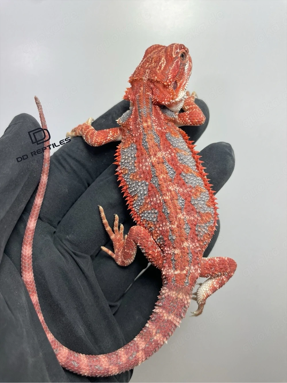 Bartagamen Weibchen (Pogona vitticeps) red Hypo high blue Tiger