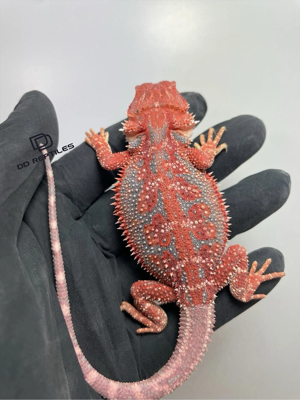 Bartagamen Weibchen (Pogona vitticeps) red Hypo Dunner high blue Tiger