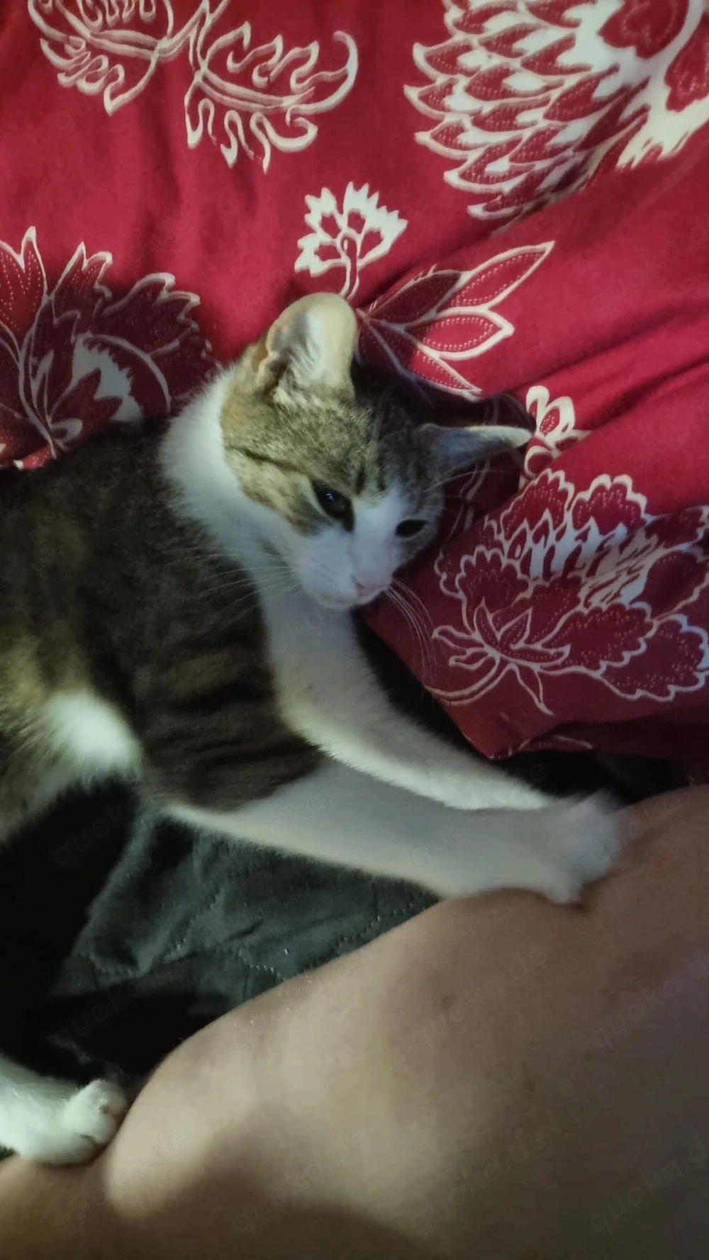 Lilli sucht ab Oktober auch neues 5* Zuhause