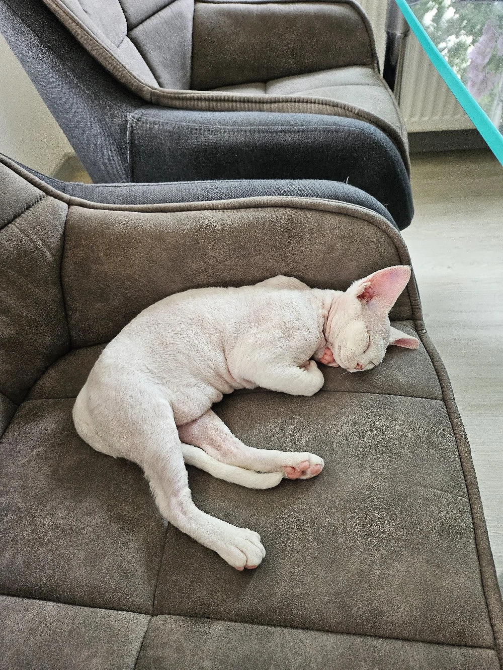 Devon Rex Kitten Abholbereit nur noch zwei Kitten 