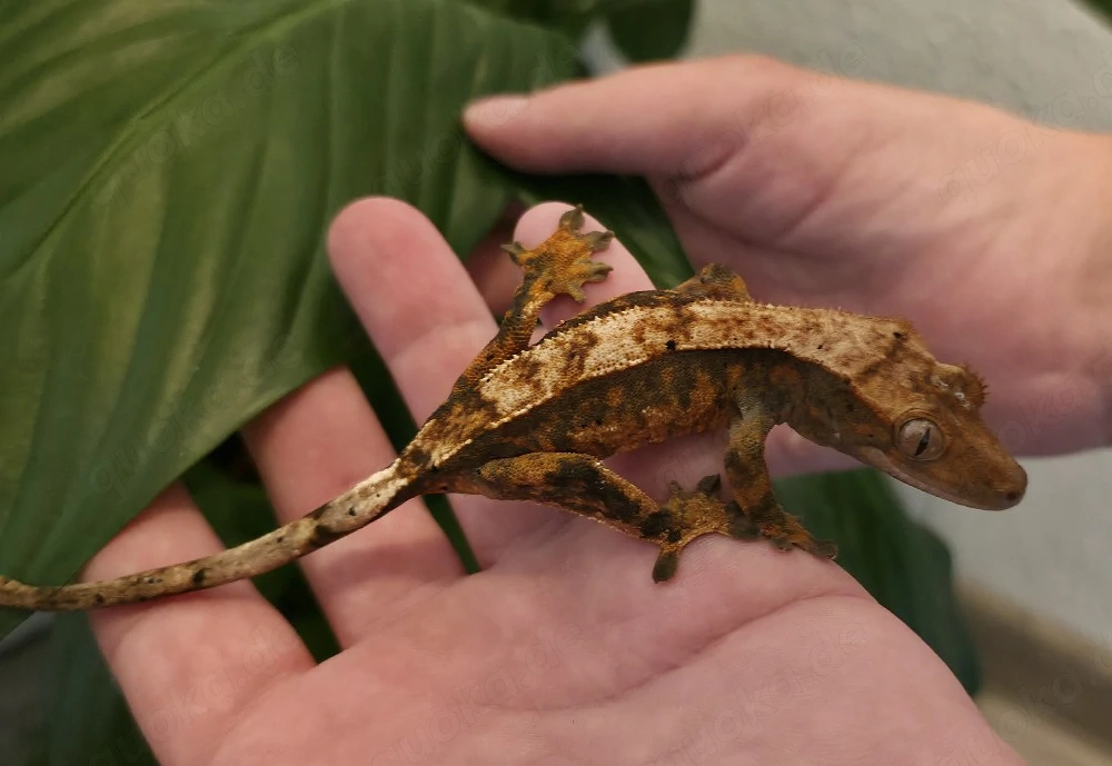 Kronengecko Correlophus ciliatus aus NZ September 2025 in Siegen
