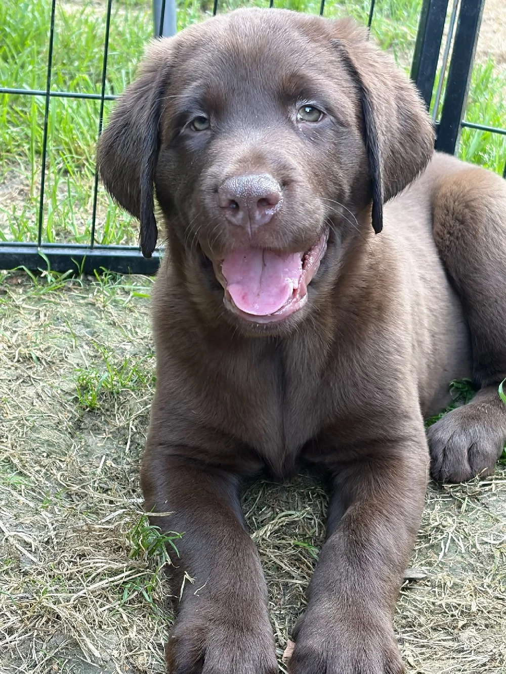 Labrador Welpen nur noch 3 Rüden !!