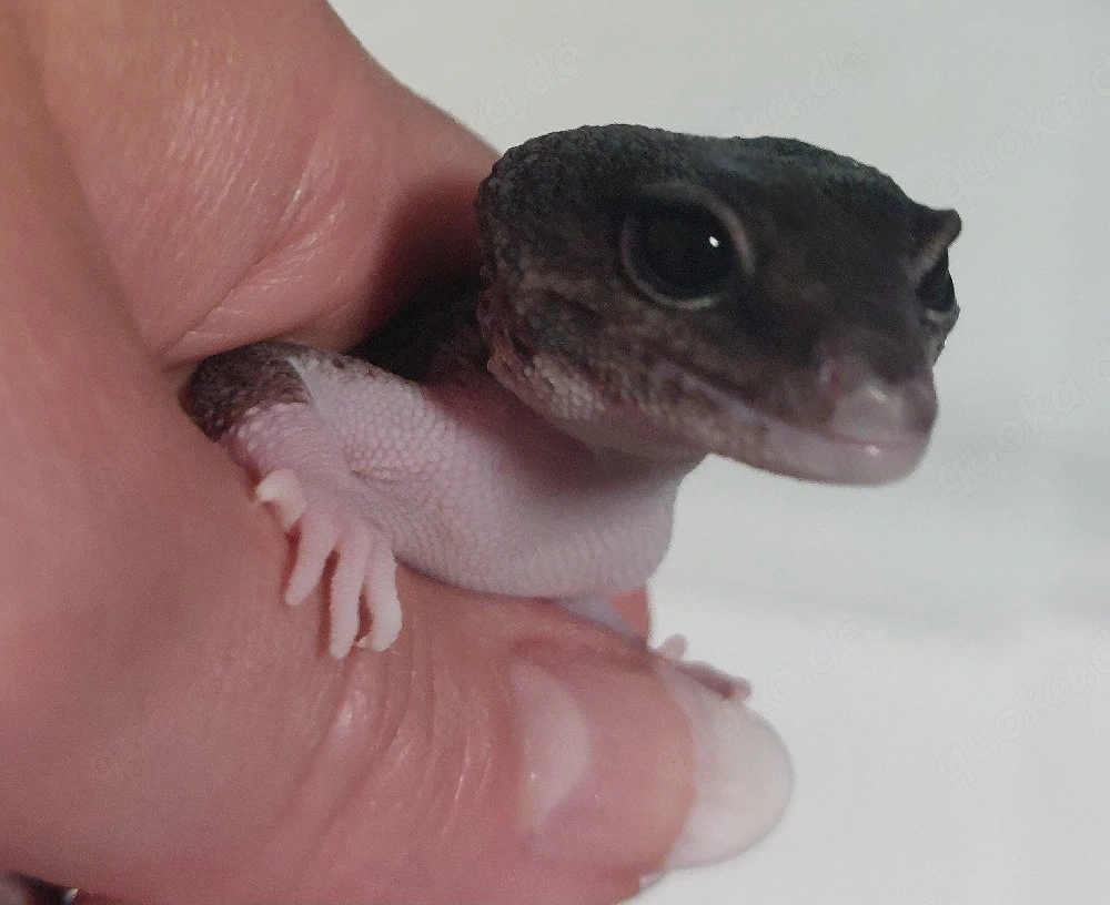 Black Night MS Eclipse Weibchen Hamm