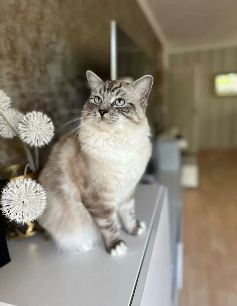 Ragdoll Deckkater