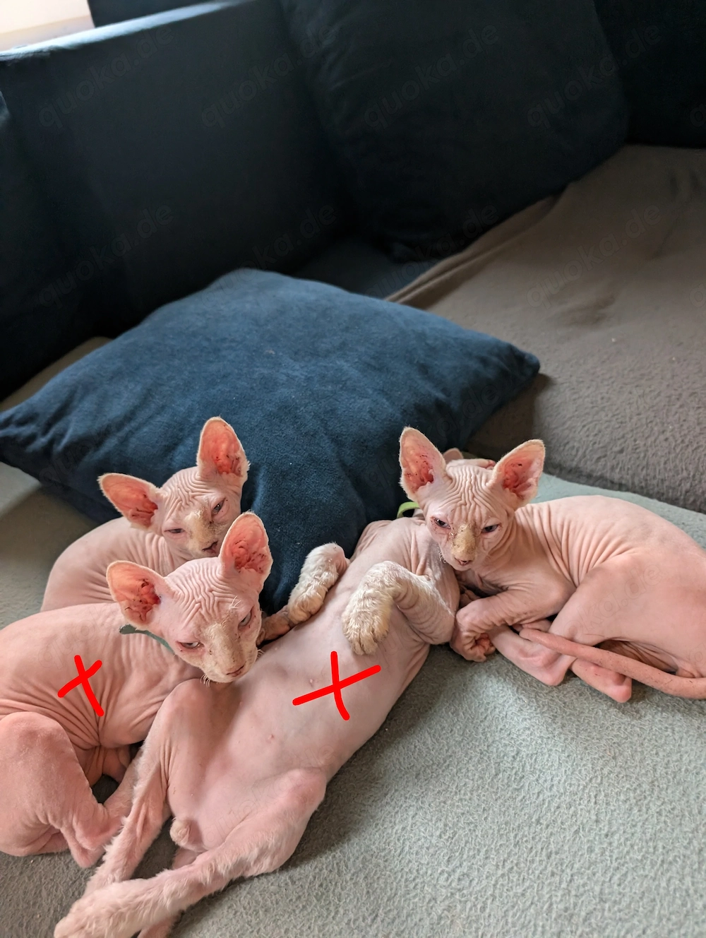 Nacktkatzenkitten